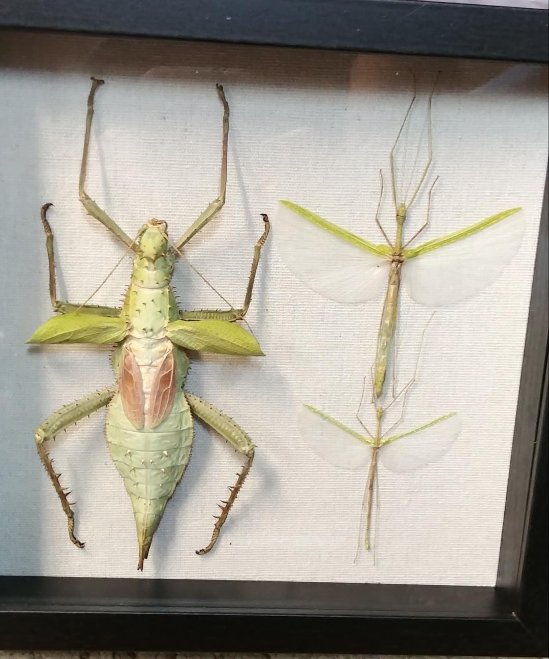 Heteropteryx Dilatata - Etsy