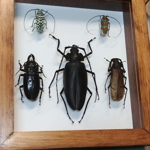 Sternotomis - Etsy