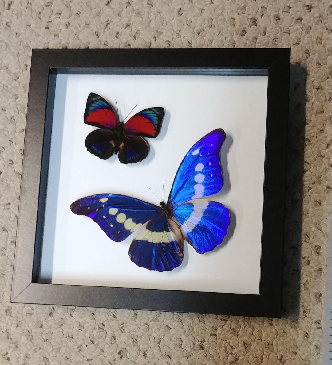 Morpho Helena - Etsy