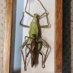 Heteropteryx Dilatata - Etsy