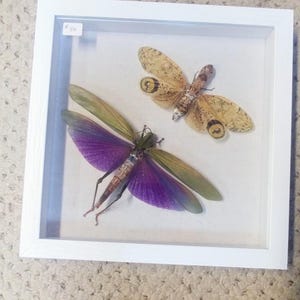 Titanacris Albipes - Etsy