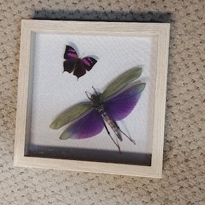 May include: A framed display featuring a butterfly and a grasshopper. The butterfly is black with pink and red markings. The grasshopper has purple wings with green edges. The frame is light wood.