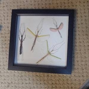 May include: A framed display featuring several preserved stick insects. The insects vary in color, with some having green or yellow wings, and others appearing brown. The frame is black, and the background is white, creating a striking contrast.