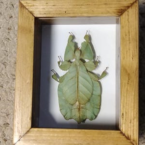 leaf mimic Phyllium pulchrifolium shadowbox display wall decor TedFreywallart