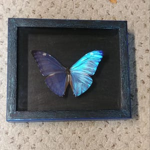 May include: A framed butterfly specimen. The butterfly is displayed with one wing half in a deep blue and the other half in a vibrant, iridescent turquoise. The frame is a distressed blue with a black background, creating a striking contrast.