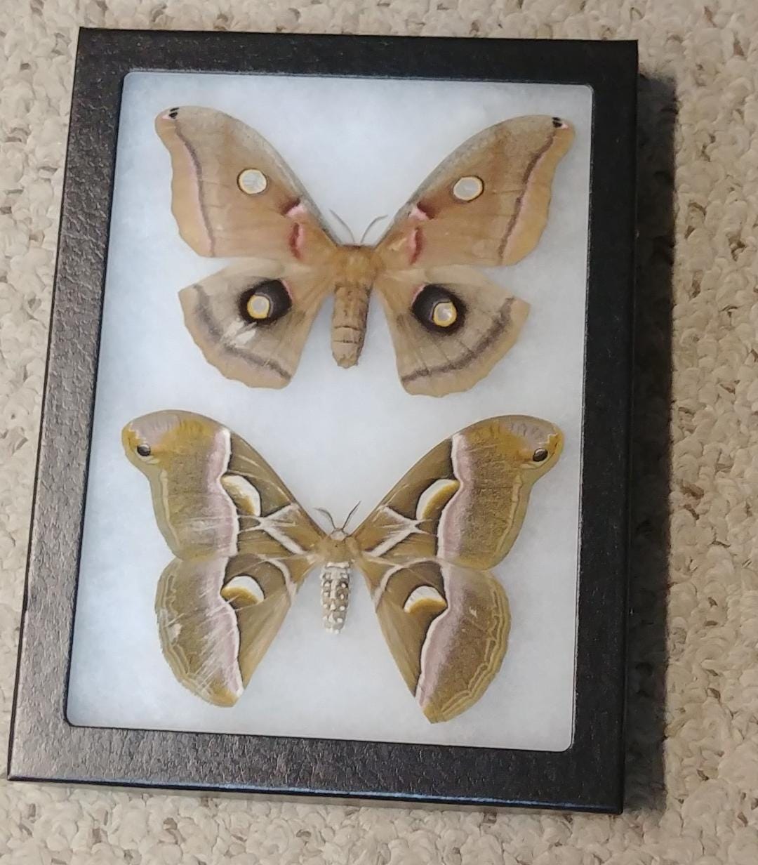 Riker Mount 2 USA Saturnids Samiacynthia Antheraea Polyphemus ...