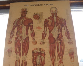 Three (3) BACHIN ANATOMICAL CHARTS Skeletal Muscular Nervous System Biology Medical Teaching Educational Medical Collectible 1947