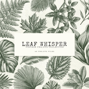 Puede incluir: Una colección de ilustraciones botánicas de estilo vintage que presentan diversas formas de hojas en tonos verdes y blancos. La imagen incluye varias hojas, como helechos, hojas de arce y hojas tropicales. Se muestra el texto "LEAF WHISPER VINTAGE PNG/SVG COLLECTION".
