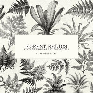 Ormbunkeblad PNG SVG-paket Vintage ormbunke Clipart botanisk illustration dekorativt lövverk ormbunkeblad Cricut Cut-filer kommersiellt bruk