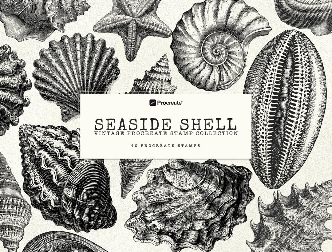 Seashell Procreate Stamp Brushes Vintage Shell Engraving Clipart Ocean ...