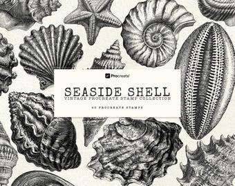 Pinceles de sellos de conchas marinas para Procreate, grabado de conchas vintage, imágenes prediseñadas, ilustración de playa oceánica, diseño de tatuaje flash, conjunto de pinceles para Procreate, arte para iPad