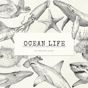 May include: A collection of vintage-style illustrations of ocean creatures, including a sea turtle, squid, starfish, whale, lionfish, hammerhead shark, and shark. The text "OCEAN LIFE" is displayed in a rectangular box, with "VINTAGE PNG/SVG SET COLLECTION" and "46 PNG/SVG FILES" below.