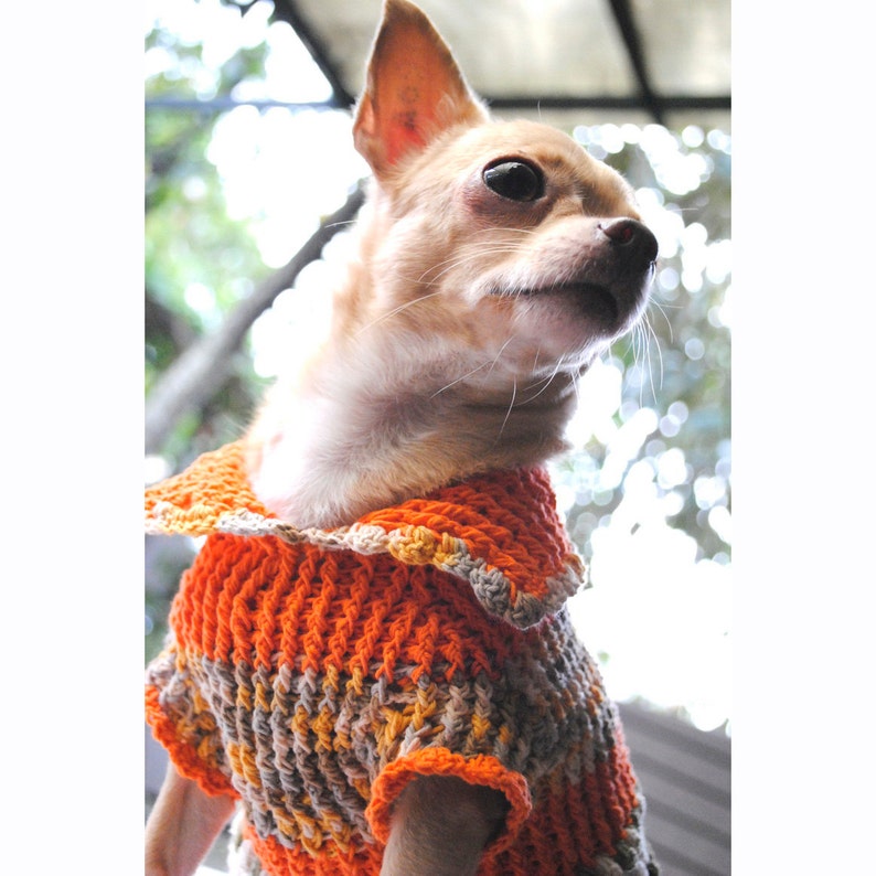 chihuahua in sweater