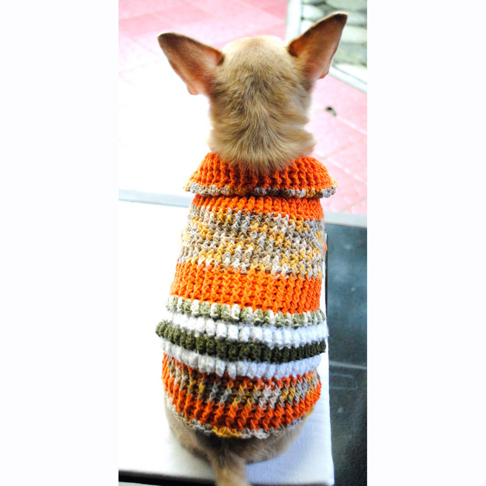 chihuahua in sweater