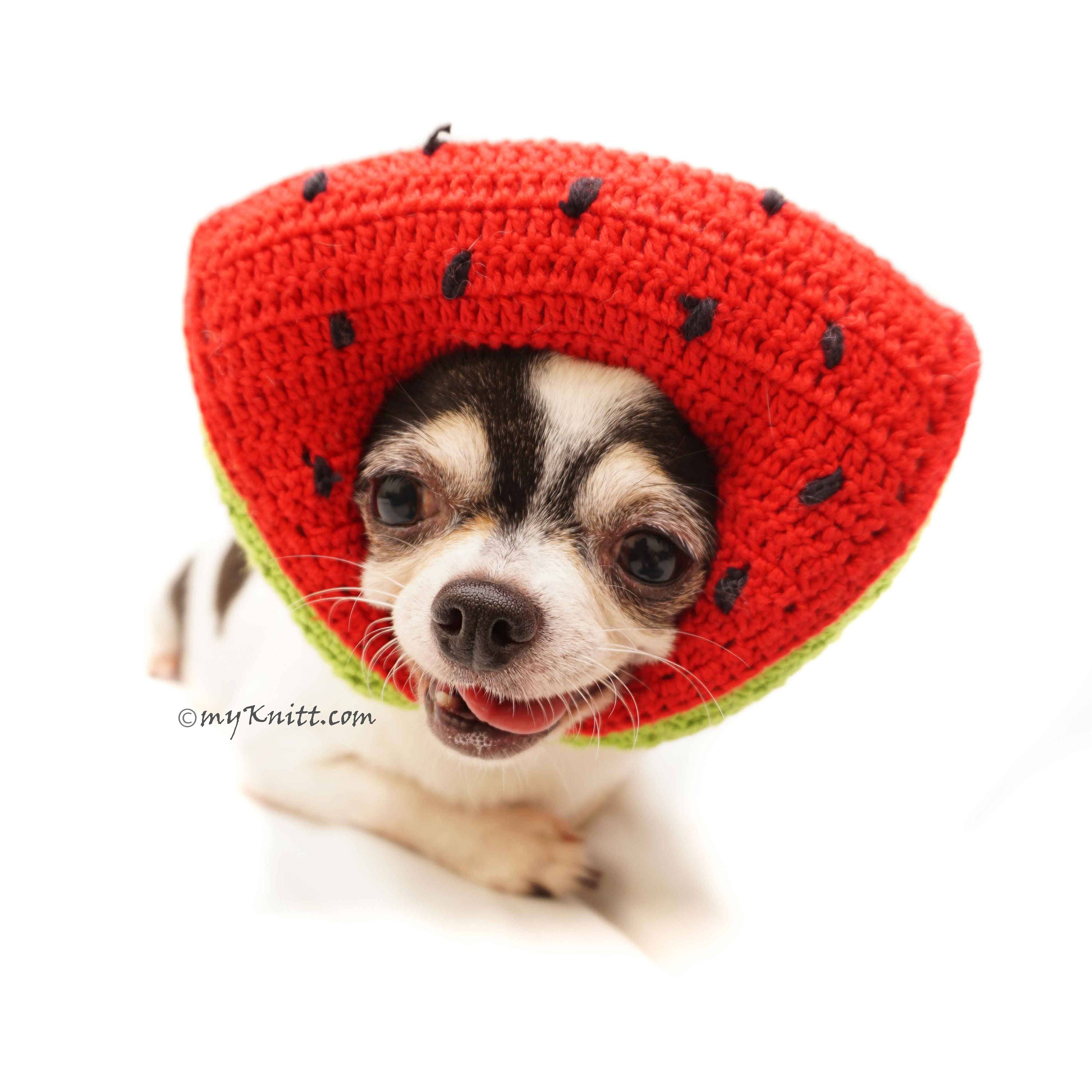 dog fruit hat