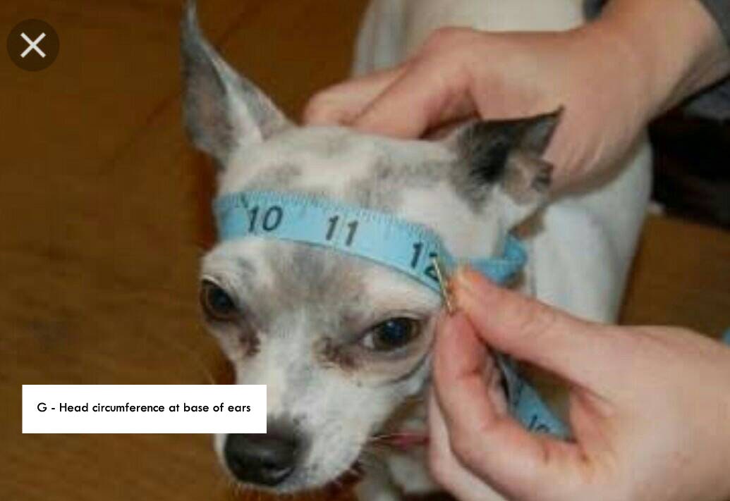 Monkey Dog Hat Pink Sock Monkey Dog Costume Monkey Hat Etsy