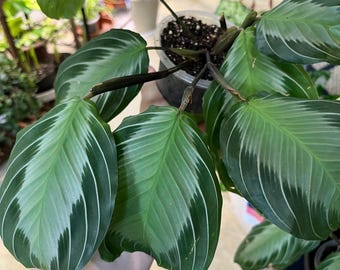 4 SILVER BAND MARANTA Calathea Plant Pot - Prayer Houseplant- Beautiful  Silver Patterns - Green Shades Coloration - Home Decor - Etsy