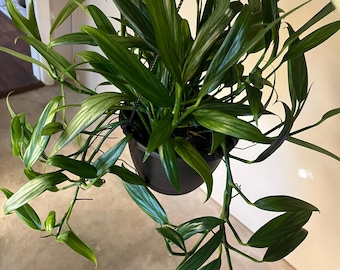 spider plant terrarium Spider Plant (Chlorophytum comosum)| Gifts That Grow main image 0