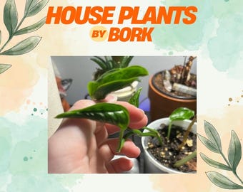 Shangri La Pothos | Fun and Wrinkled Air Purifying Indoor House Plant | ALL Orders Get FREE Cuttings!