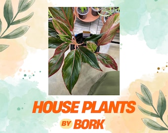 Aglaonema Siam Aurora | Hot Pink & Light Pink Chinese Evergreen | ALL Orders Get FREE Cuttings!