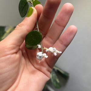 Hoya matilde - rooted cutting