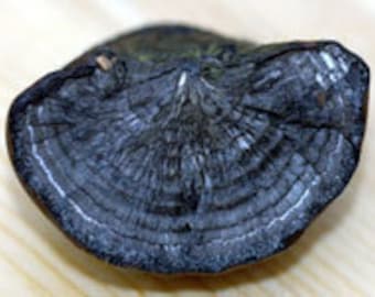 King Alfred Cakes fungus used for tinder or natural charcoal incense in wild spell workings