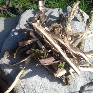 Elder Bark - Powerful witch tree bark used in magic spells or sacred Incense