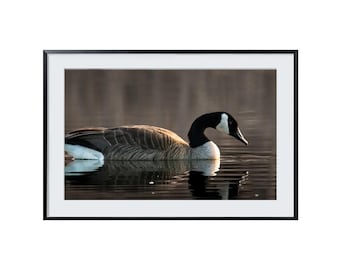 Canada Goose Photo Print: Serene Wildlife Wall Art