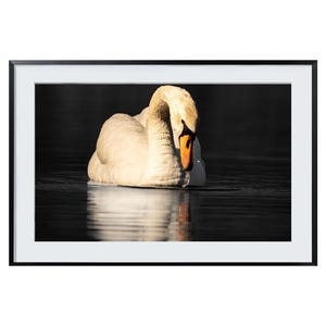 Mute Swan Photo Print: Canadian Wildlife Photography, Ontario Bird Sanctuary