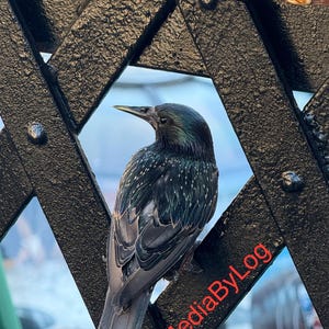Starling On Bridge Photo - Digital