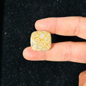 May include: A square, polished stone with a fossilized coral pattern. The stone features a beige and light yellow color palette, with circular patterns throughout. The stone is held between two fingers against a dark background.