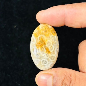 Peut inclure: Cabochon ovale en corail fossile poli. La pierre présente un motif de petites structures blanches en forme de fleurs sur un fond de teintes beige et jaune. Le cabochon est tenu entre deux doigts sur un fond sombre.