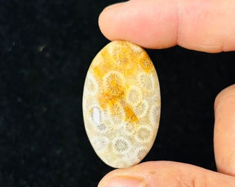fossil coral 100% Natural Cabochon Loose Gemstone(22.11x36.62x7.71mm) (Carat-weight-45.30) (Shape - 0val)ZM-33
