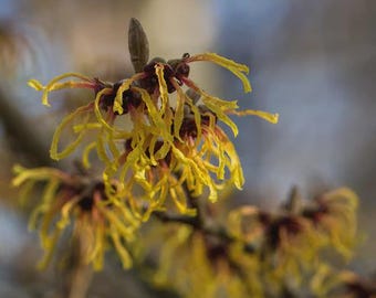 Witch Hazel Infused Oil