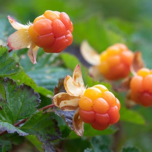 May include: Close-up of cloudberries, a type of berry with a vibrant orange-red hue. The berries are clustered together, with a few in focus and others blurred in the background. The leaves are green, providing a natural backdrop.
