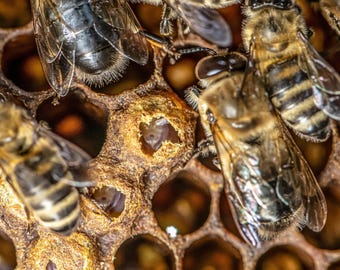Propolis Tincture - NY hives