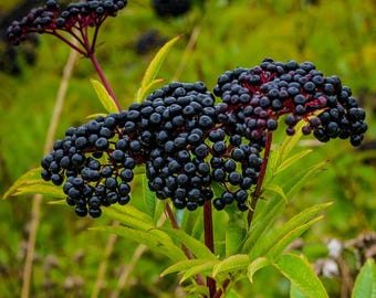 Elderberry Seed Oil