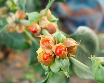 Ashwagandha Infused Oil