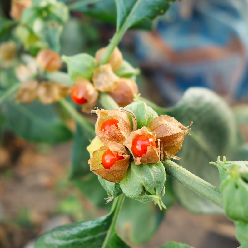 May include: Close-up of a plant with green leaves and small, round, bright red berries emerging from tan husks. The berries are clustered together on a stem, with some husks open and others closed.