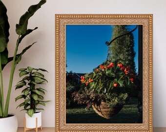 Potted Plant Digital Photo