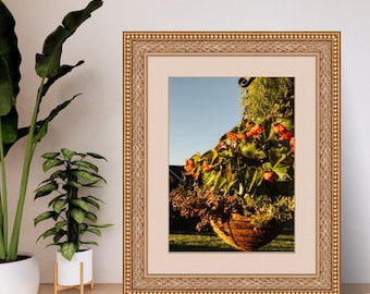 Potted Plant Digital Photo