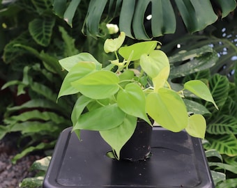 May include: A small, potted plant with bright green, heart-shaped leaves. The plant sits on a black surface, surrounded by other green foliage. The leaves have a vibrant, fresh appearance, suggesting a healthy, thriving houseplant.