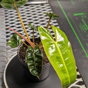 May include: A potted plant with large, glossy green leaves and smaller, darker green leaves. The plant has reddish stems and is in a black pot. The leaves have prominent veins and a smooth texture. The plant is on a black surface.