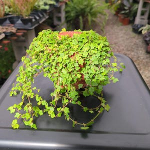 May include: A potted plant with small, vibrant green leaves cascading over the edges of a terracotta-colored pot. The plant is densely packed, creating a full, textured appearance. The background shows other plants in a greenhouse setting.