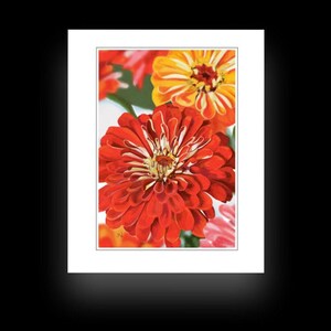 Note Cards--Orange & Yellow Zinnias--Blank Inside | Greeting Cards | Note Card Set | Zinnias | Flowers