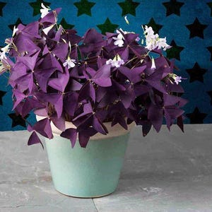 Bulbes de trèfle violet - Oxalis triangularis, plante d&#39;amour vivace à croissance facile, beauté des feuilles pourpres pour l&#39;intérieur et l&#39;extérieur
