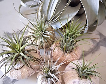 Bromeliad neoregelia Red Tiger live tropical plant full sun exotic