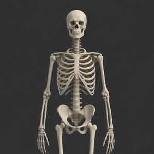 May include: A full-body human skeletal model featuring an off-white, bone-colored finish. The structure includes a detailed skull, a complete rib cage, a spinal column, pelvic bones, and articulated arms with hands, presented against a dark gray background.