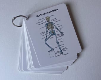 Tarjetas de estudio de anatomía del sistema esquelético, hojas de estudio para estudiantes de enfermería, guía rápida de huesos humanos para estudiantes universitarios de enfermería.