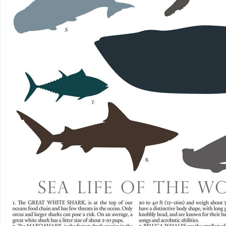 Sea Animal Poster Printable wall art Ocean theme decor | Etsy